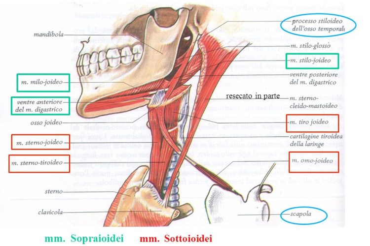 Connessioni anatomiche delle strutture appartenenti al sistema stomatognatico
