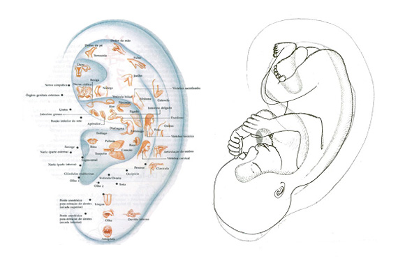 auricoloterapia energetica